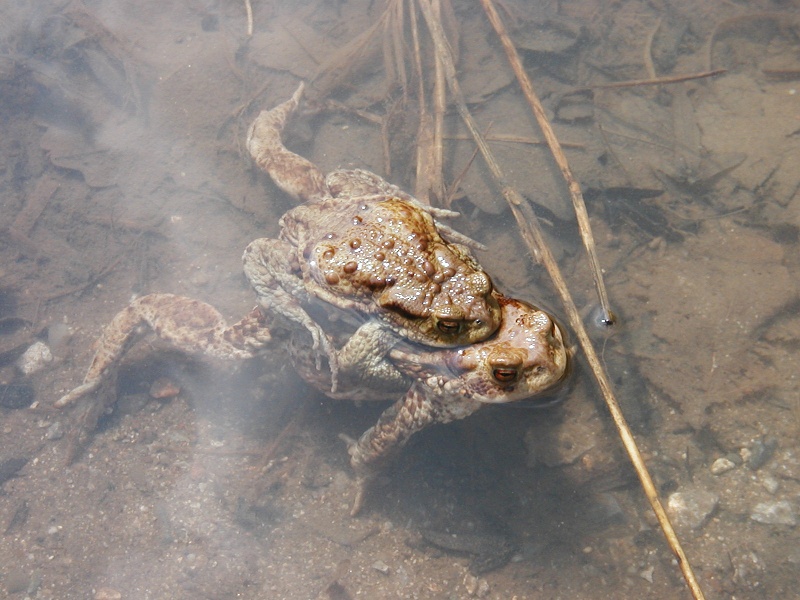 Moravský kras, Hádek