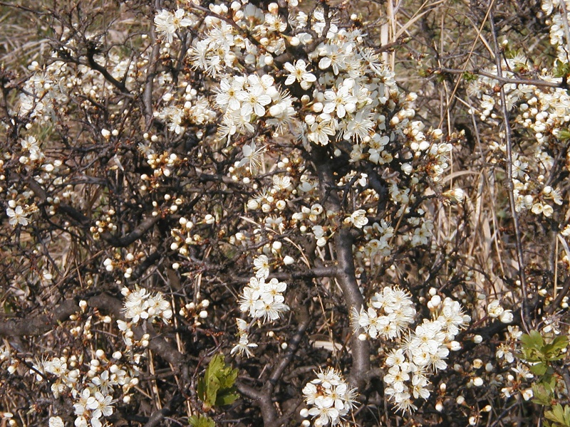 Hády