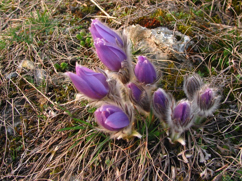 Malhostovická pecka