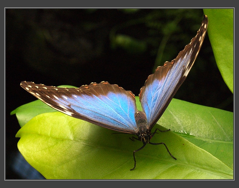 Fata Morgana - Morpho peleides