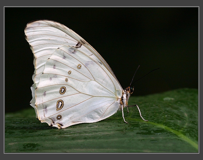 Fata Morgana - Morpho polyphemus