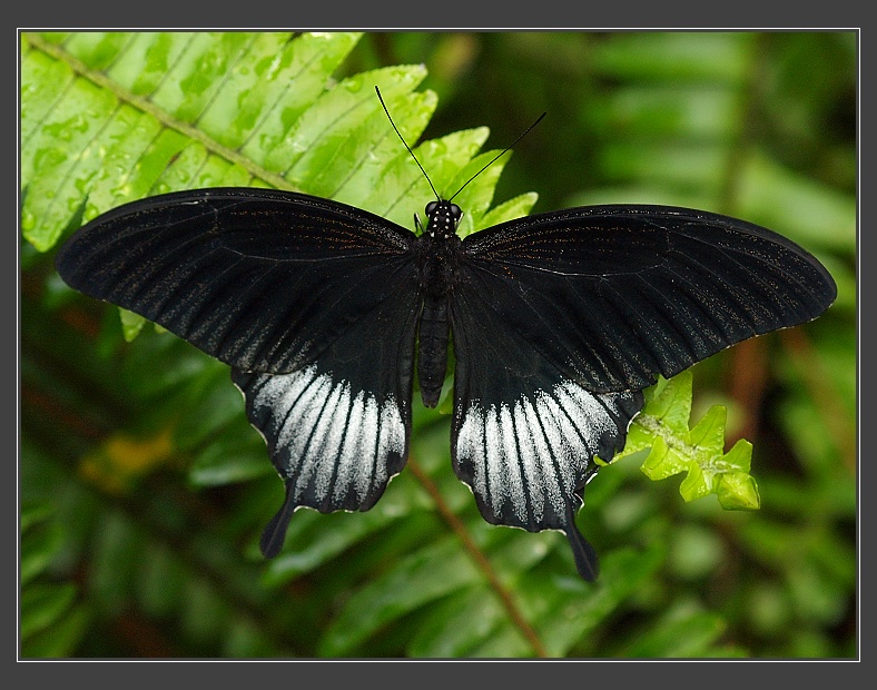Fata Morgana - Papilio polymnestor