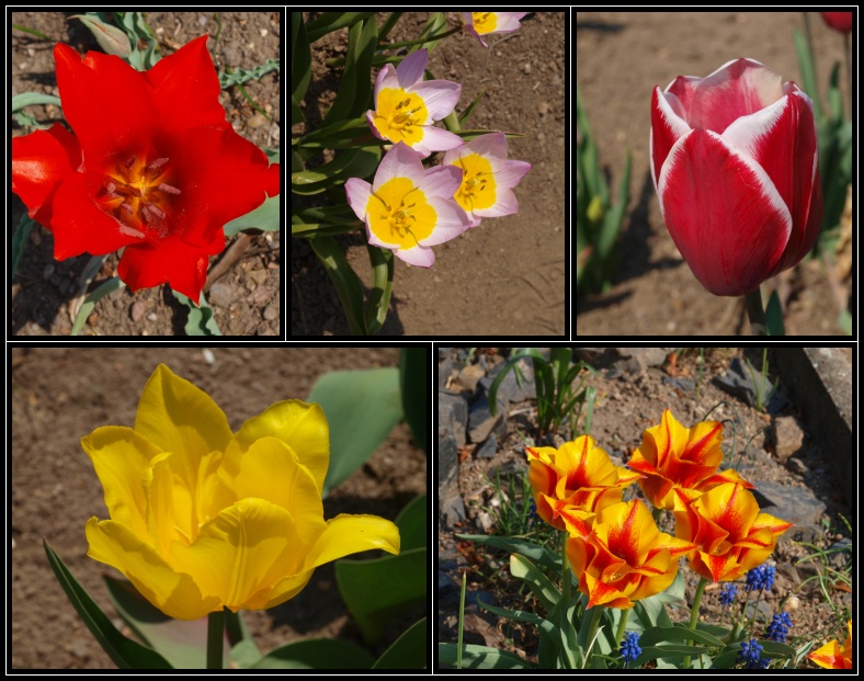 Botanická zahrada