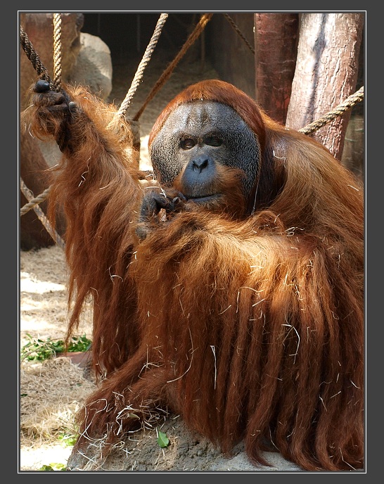 Zoologická zahrada