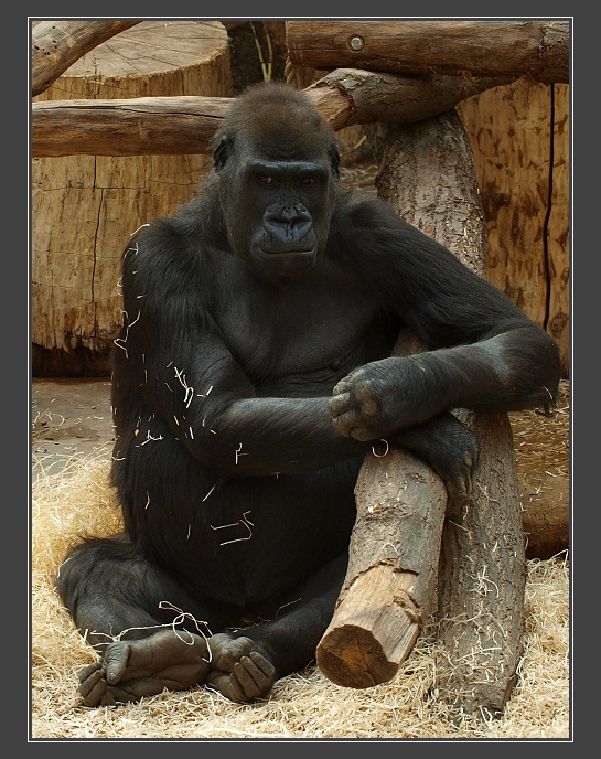 Zoologická zahrada