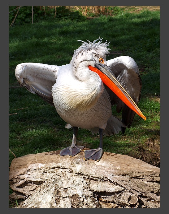 Zoologická zahrada