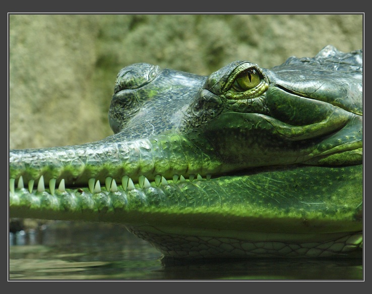 Zoologická zahrada