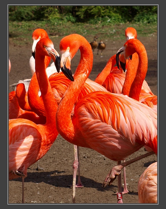 Zoologická zahrada
