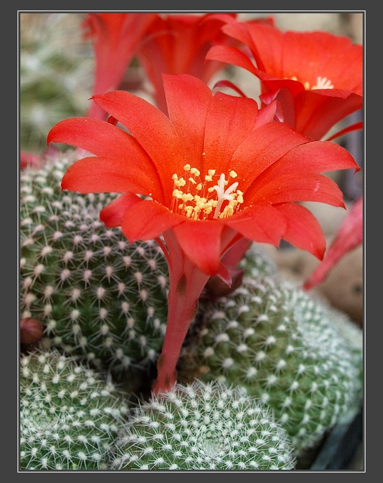 výstava kaktusů