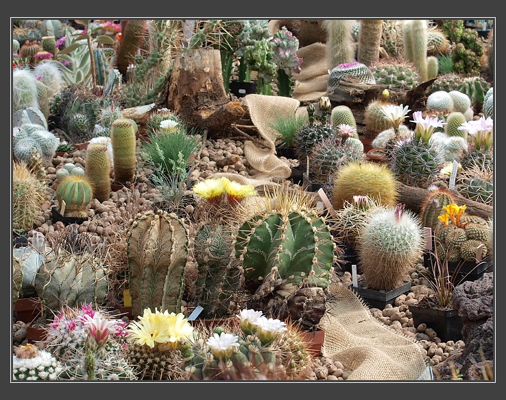 výstava kaktusů