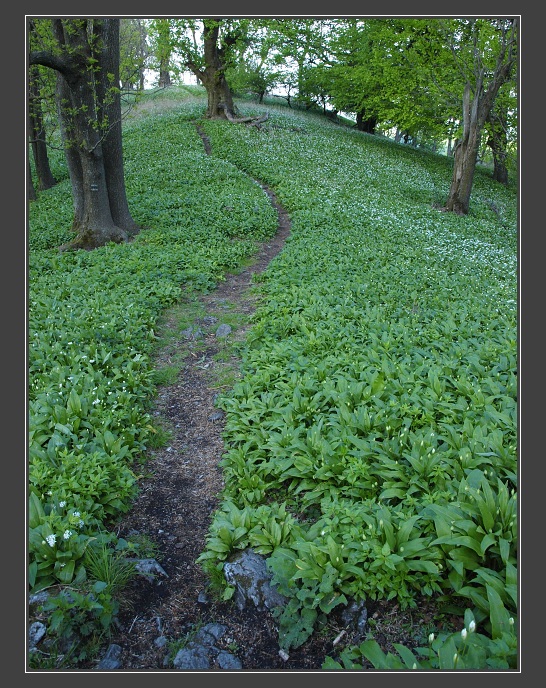Malé Karpaty, Vysoká