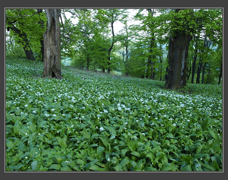 Malé Karpaty, Vysoká