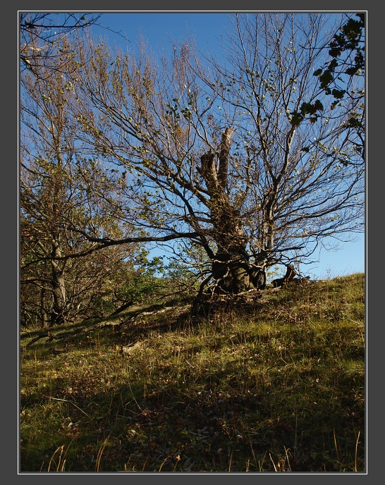 Báborská