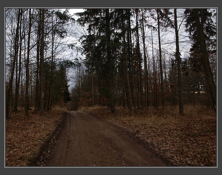 Podkomorské lesy