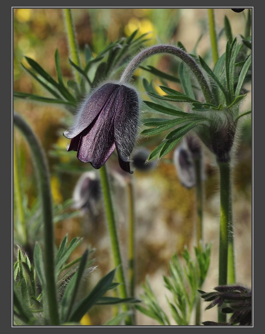 Botanická zahrada PřF MU