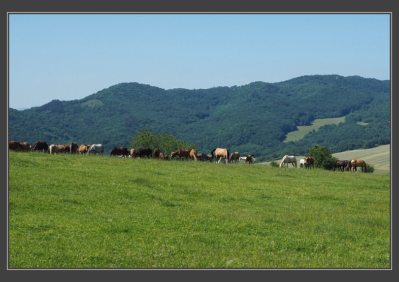 přes Veselý vrch