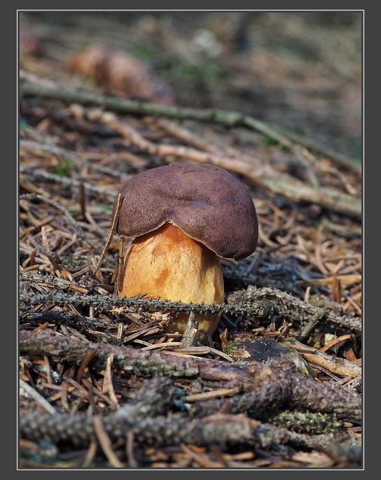 na houbách v lesích kolem Kuniček