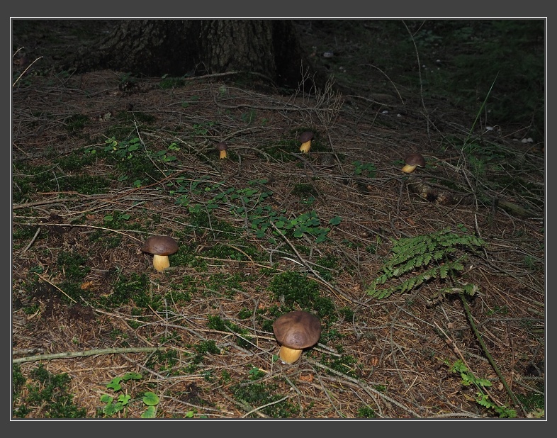 na houbách v lesích kolem Kuniček