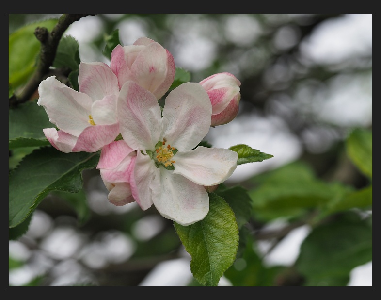 kvetoucí jabloně za Řečkovicemi