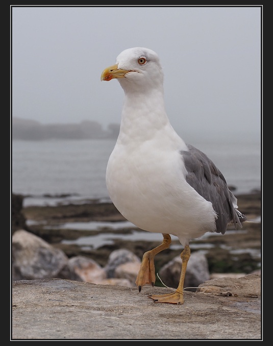 Essaouira, přístav