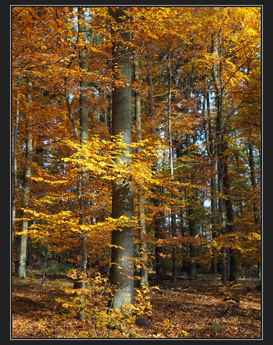 lesní cesta Vojanka