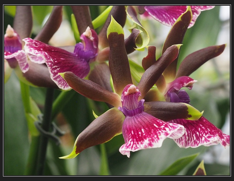 velká výstava orchidejí a tropických motýlů