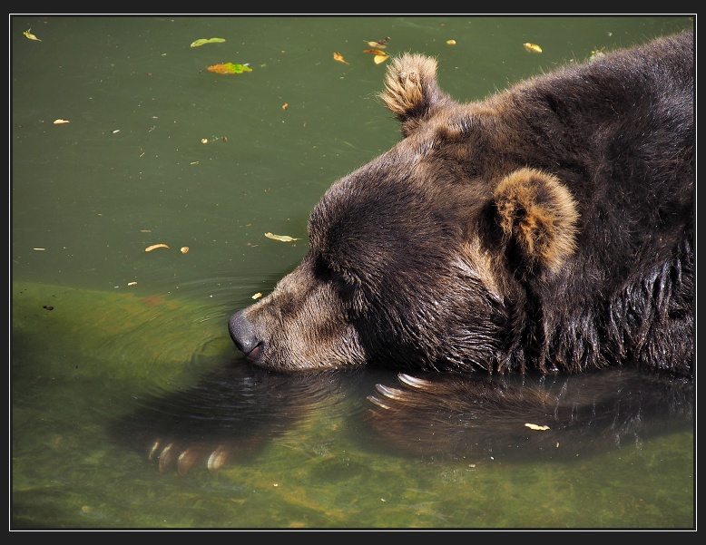 ZOO Brno
