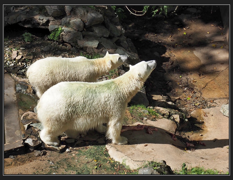 ZOO Brno