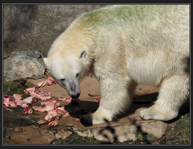ZOO Brno