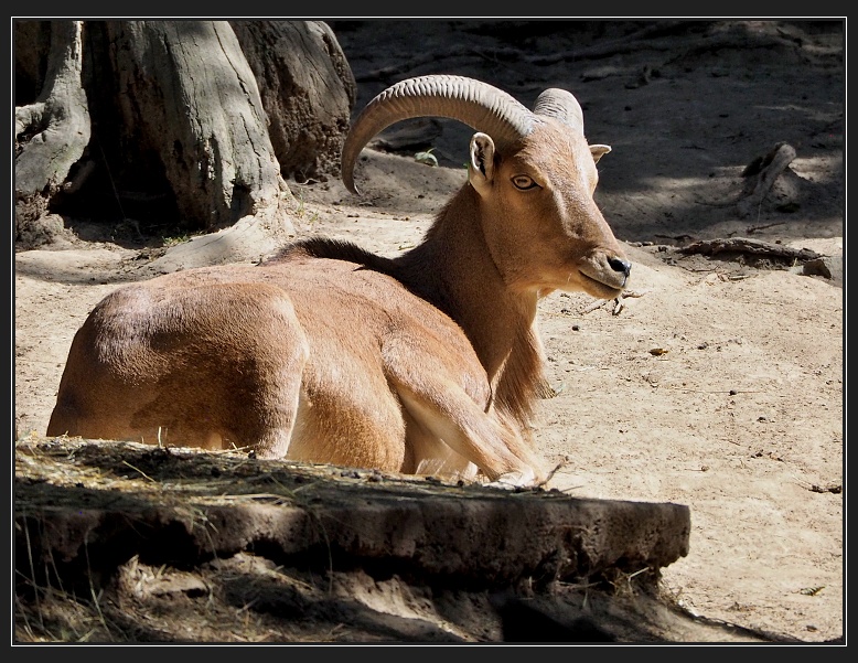 ZOO Brno