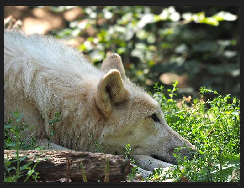ZOO Brno