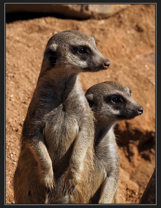 ZOO Brno
