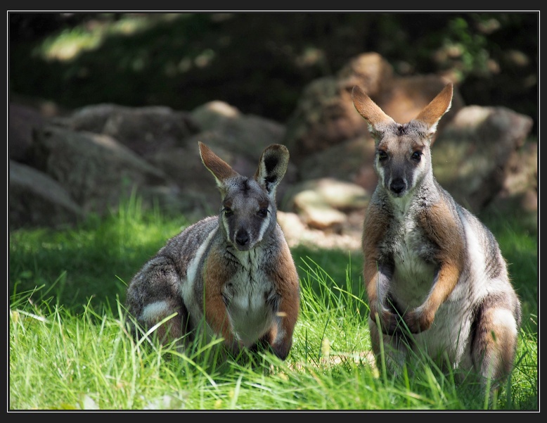 ZOO Brno