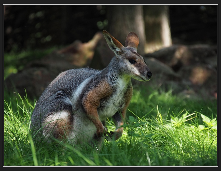 ZOO Brno