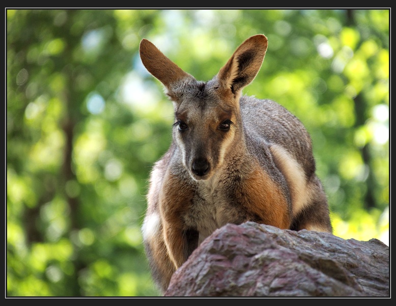ZOO Brno