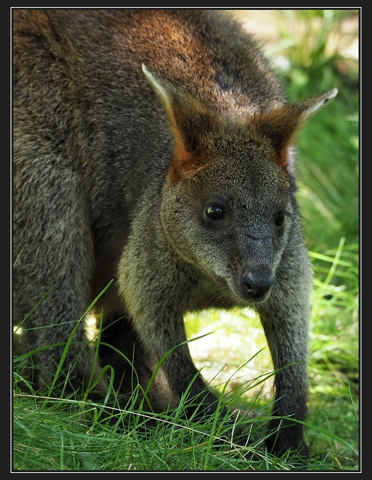 ZOO Brno
