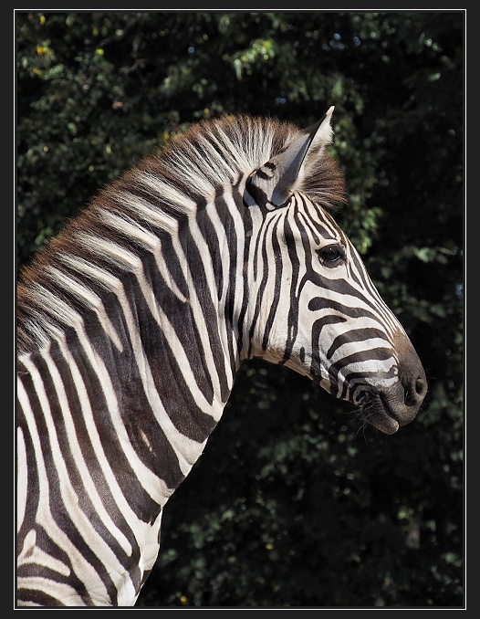 ZOO Brno