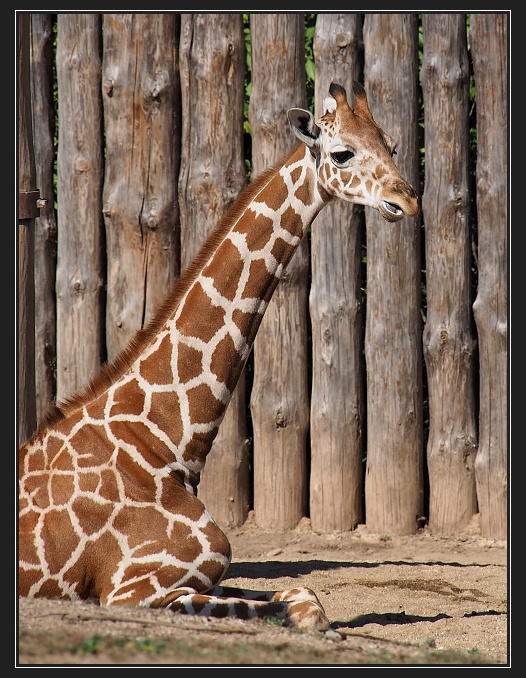 ZOO Brno