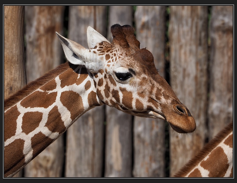 ZOO Brno