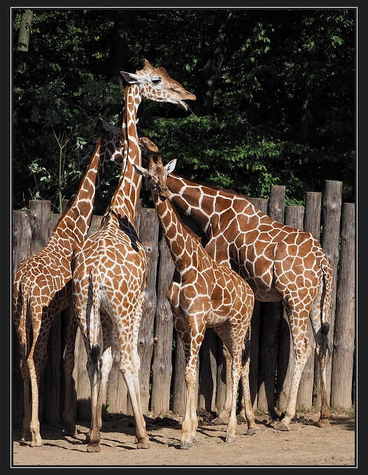 ZOO Brno