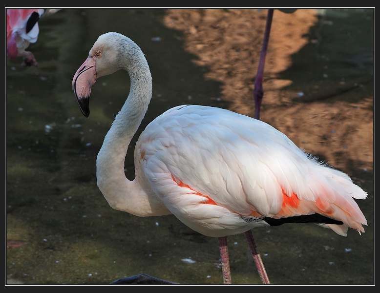 ZOO Brno