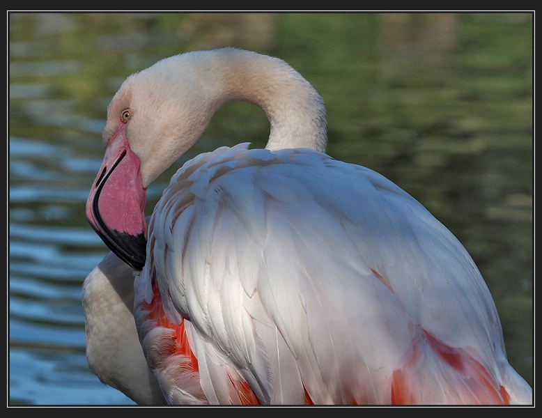ZOO Brno