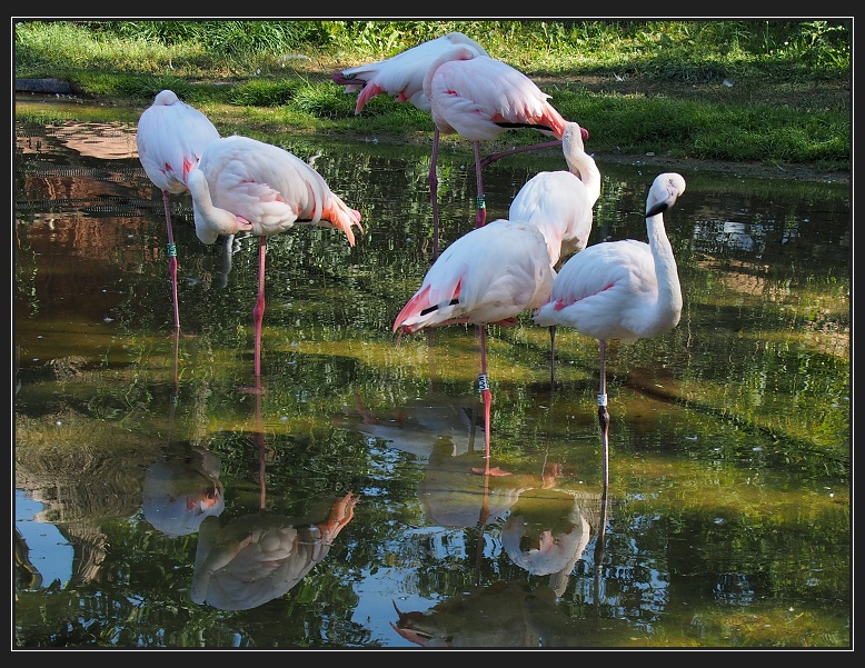 ZOO Brno