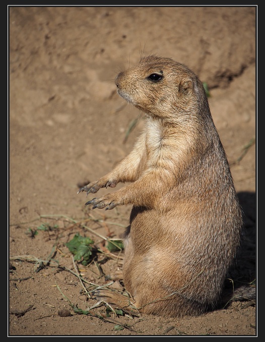 ZOO Brno