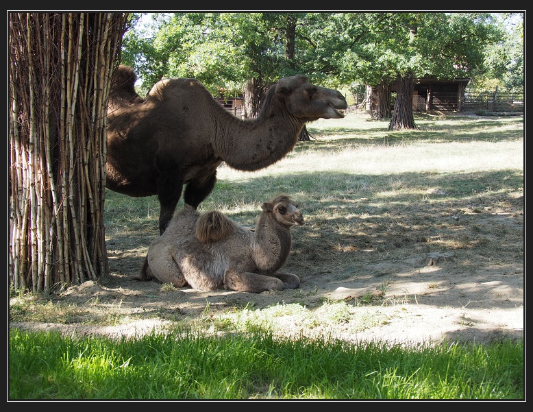 ZOO Brno
