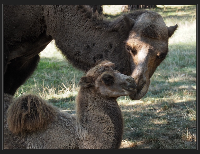 ZOO Brno
