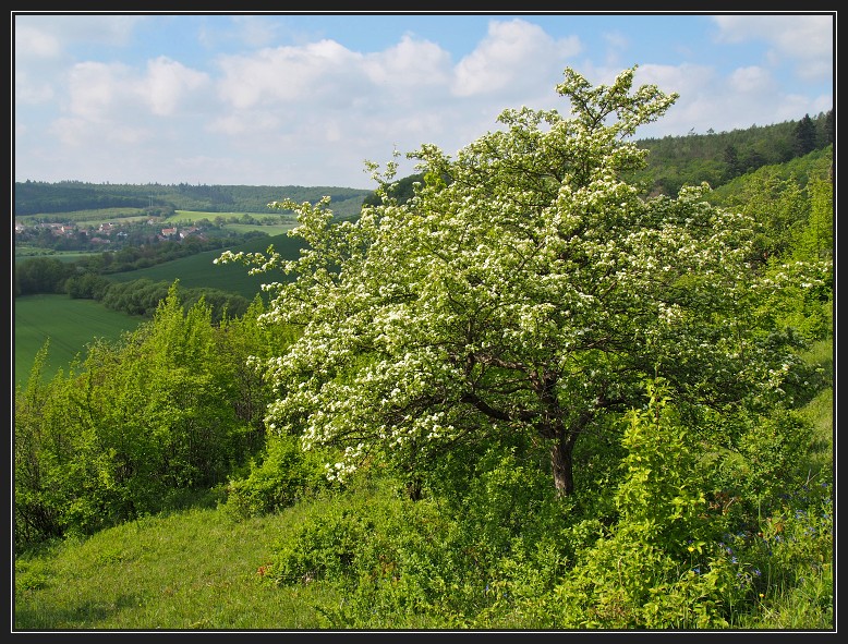 NPP Malhotky