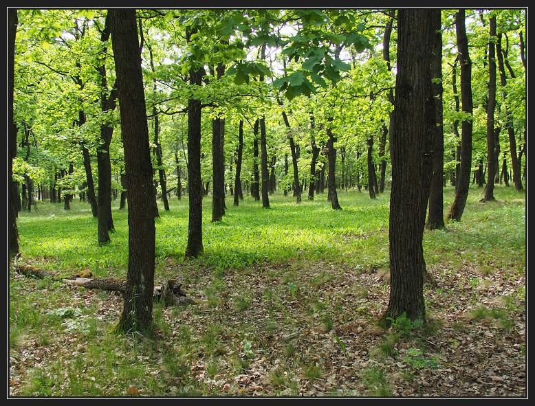 Sivický les