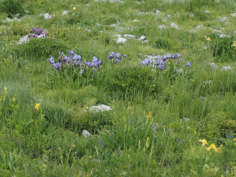 Sjeverni Velebit