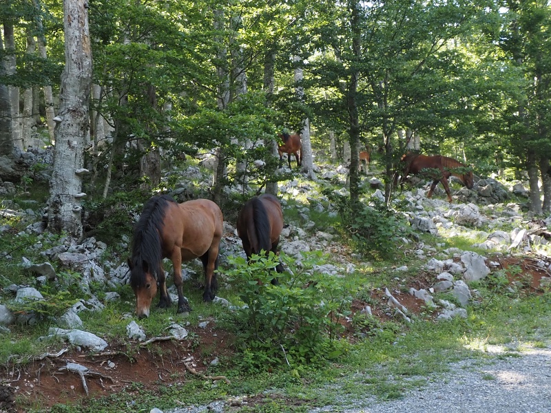 Sjeverni Velebit